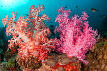 Colourful Soft corals (Dendronephthya hemprichi) with reef fishes, at Hin Daeng, an underwater pinnacle that is a popular dive site in the southern Andaman Sea of Thailand, Mu Koh Lanta National Park,...