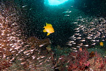 Golden damselfish (Amblyglyphidodon aureus) swims through a school of Sweepers (Parapriacanthus sp.) at Hin Daeng, an underwater pinnacle that is a popular dive site in the southern Andaman Sea of Tha...