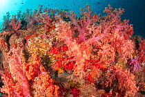 Colourful Soft corals (Dendronephthya hemprichi) with reef fishes, at Hin Daeng, Mu Koh Lanta National Park, Krabi Province, Thailand, February 2, 2019.