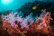 Colourful Soft corals (Dendronephthya hemprichi) with reef fishes, including Golden damselfish (Amblyglyphidodon aureus) at Hin Daeng, an underwater pinnacle that is a popular dive site in the souther...