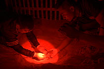 Under dim red light, marine biologist and park officials dig up the nest of a Leatherback sea turtle (Dermochelys coriacea) uncovering the hatchlings that were stuck in hard sand, prior to them into t...