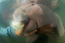 Orphaned Dugong (Dugong dugon) named Marium that was rescued from stranding for rehabilitation feeds on formula milk given by a caretaker while being raised in the wild without captivity. In the natur...