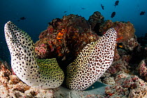 Laced moray eels (Gymnothorax favagineus) inhabit the same crevice in the reefs, North Male Atoll, Republic of Maldives.
