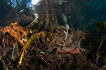 Freshwater crab species (unidentified), burrows into the substrate in the root system of a tree at Tha Pom Khlong Song Nam, Krabi Province, Thailand