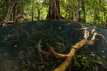 Freshwater spring in shade from thick forest canopy at Tha Pom Khlong Song Nam, with school of Rasbora (Rasbora sp.) and vegetations can be seen below the surface, Krabi Province, Thailand.