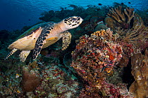 Hawksbill sea turtle (Eretmochelys imbricata) swimming along the reefs of Bunaken Island, Bunaken National Marine Park, North Sulawesi, Indonesia.