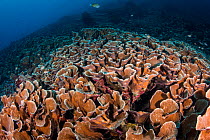 Field of Elephant skin corals (Pachyseris sp.) in the reefs at Bunaken Island, Bunaken National Marine Park, North Sulawesi, Indonesia.