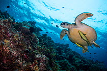 Green sea turtle (Chelonia mydas) with a pair of Live sharksucker (Echeneis naucrates) swimming along the reef drop-off at Bunaken Island, Bunaken National Marine Park, North Sulawesi, Indonesia.