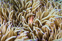 Pink skunk clownfish (Amphiprion aperideraion) hiding among tentacles of a Sebae anemone (Heteractis crispa), where these two species have a symbiotic relationship, Lembeh Strait, North Sulawesi, Indo...