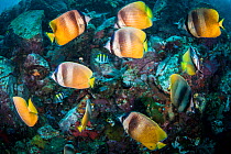 School of Sunburst butterflyfishes (Chaetodon kleinii) swimming along the reefs, while waiting to feed on the eggs of Sergeant major (Abudefduf saxatilis), Lembeh Strait, North Sulawesi, Indonesia.