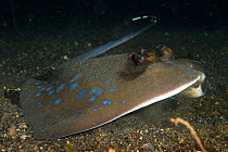 Oriental bluespotted maskray (Neotrygon orientalae), at night, newly described maskray from the Neotrygon kuhlii species complex prowls on the sandy bottom in search for food, Lembeh Strait, North Sul...