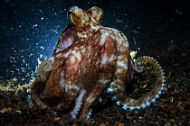 Coconut octopus (Amphioctopus marginatus) crawling along the seafloor during the night, Lembeh Strait, North Sulawesi, Indonesia.