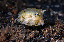 Longhorn cowfish (Lactoria cornuta) juvenile foraging for food along the seafloor during the night, Lembeh Strait, North Sulawesi, Indonesia.