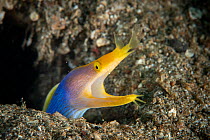 Ribbon eel (Rhinomuraena quaesita) adult male, protudes from crevices in the sandy bottom, Lembeh Strait, North Sulawesi, Indonesia.