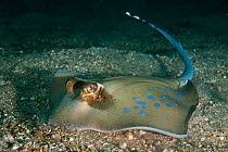 Oriental bluespotted maskray (Neotrygon orientalae), a newly described maskray from the Neotrygon kuhlii species complex prowls on the sandy bottom in search for food, Lembeh Strait, North Sulawesi, I...