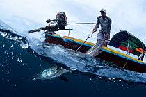 Indo-Pacific sailfish (Istiophorus platypterus) pulled onto a longtail boat with a hook by a fisherman, Satun Province, Thailand