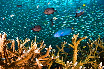 Healthy Staghorn corals (Acropora sp.) with various reef fishes, including Moon wrasses (Thalassoma lunare), and Threespot dascyllus (Dascyllus trimaculatus) and a large school of Bigeye snappers (Lut...