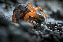 Pakbara soldier crab (Micteris thailandensis) making sand balls while excavating its burrow in a rivermouth in Pakbara district, Satun province, Thailand. Species described in 2013.