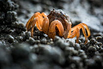 Pakbara soldier crab (Micteris thailandensis) standing among excavated sand balls near its burrow. At a rivermouth in Pakbara district, Satun province, Thailand. Species described in 2013.