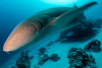 Tawny nurse shark (Nebrius ferrugineus) in the evening at Alimatha Jetty,. where sharks are often attracted by fish scraps discarded by the island resort, Felidhu Atoll, Republic of Maldives, January...