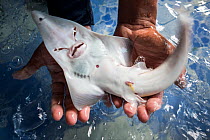 Bottlenose wedgefish (Rhynchobatus australiae) juvenile that was caught as bycatch in gill nets, handled while being held in captive pond, Chonburi Province, Thailand, March