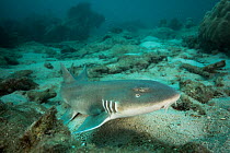 Brownbanded bamboo shark (Chiloscyllium punctatum) swimming along the sandy bottom in the reefs in the Northern Gulf of Thailand, Chonburi Province, Thailand,.
