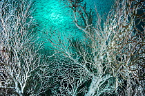 Large colonies of Gorgonian sea fan (Melithea sp.) with an unusual white colouration, not related to coral bleaching. With a school of Bigeye snapper (Lutjanus lutjanus) at Hin Khao, Andaman coast, Sa...