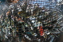 Variety of marine life from the Andaman Sea are seen struggling in the nets from a purse seiner, Krabi Province, Thailand, December 2015.