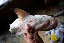 Newborn Bull shark (Carcharhinus leucas) is handled to show an unhealed umbilical scar on the stomach, which suggests that the individual has been born very recently, Ranong Province, Thailand, April...