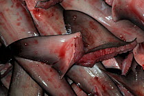 Fins from Spottail sharks (Carcharhinus sorrah) are piled up in a bucket, Ranong Province, Thailand, July 2014.   According to a report by the FAO in 2015, Thailand is the top exporter (including re...