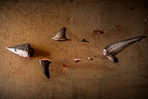 Parts of a Spottail shark (Carcharhinus sorrah) with missing body arranged on a metal table. Symbolising the declines of these marine predators from the world&#39;s oceans from various threats that th...