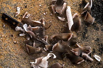 Fresh fins from small sharks and shark-like rays, such as the Shovelnose rays (Rhinobatidae) on the floor at a shark processing factory in Ranong Province, Thailand, July 2014.  According to a report...