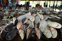 Newborn Bull sharks (Carcharhinus leucas) are laid on the floor for display during auction at a landing site in Ranong Province, Thailand, April 2015.   Majority of sharks recorded at landing sites...