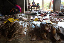 Shovelnose rays (Rhinobatos sp.) laid on the floor at a fish landing site for auction, Ranong Province, Thailand, April 2015.
