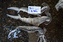 Scalloped hammerheads (Sphyrna lewini) displayed on floor for auction at Ranong fish landing site, Ranong Province, Thailand, April 2015.