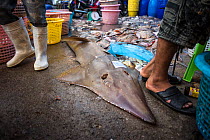 Bottlenose wedgefish (Rhynchobatus australiae) displayed for auction at a fish landing site Ranong Province, Thailand. Critically endangered species.