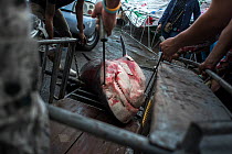 Bull shark (Carcharhinus leucas) dragged onto a motorcycle trailer by workers, prior being transported to a shark processing factory. Ranong fish landing site, Ranong Province, Thailand, December 2014...