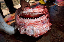 Skinned head of a Bull shark (Carcharhinus leucas) in a factory where sharks are processed into food. The flesh is stripped from the head and the dried jaws sold as souvenirs, Ranong Province, Thailan...