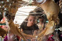 Researcher looking at the dried jaws of a Bull shark (Carcharhinus leucas) displayed for sale at souvenir shop in tourist area, Phuket Province, Thailand, October 2014.   Dried jaws are common items...