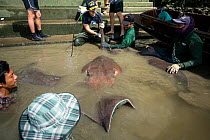 Team of aquatic veterinarians and sportfishers capture a Giant freshwater whipray (Urogymnus polylepis) from Mae Klong river for research purpose, Samut Songkhram Province, Thailand, November 2015....