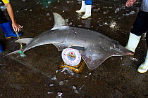 Bottlenose wedgefish (Rhynchobatus australiae) weighed on a weighing scale, Songkhla fish landing site, Thailand, December 2012.