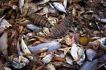 Diversity of marine life caught as bycatch from shrimp trawler in the Andaman Sea, Phuket fish landing site, Phuket Province, Thailand, December 2012.