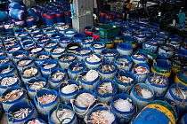 Plastic drums containing fish catch from Andaman Sea by commercial purse seiner. Phuket fish landing site, Phuket province, Thailand, January 2013.