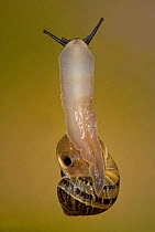 Garden Snail, (Helix aspersa), on glass showing underneath and foot, pneumatophore, hole in mantle used for respiration, UK