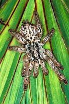 Togo or Starburst baboon spider, (Hetroscodra maculata), captive from West Africa,