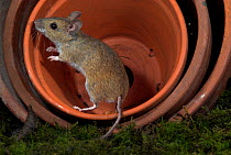 Wood mouse, (Apodemus sylvaticus), in terracotta plant pots at night, UK
