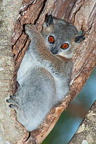 Lesser weasel lemur, (Lepilemur ruficaudatus) sitting in tree, Berenty National Park, Madagascar