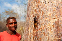 Local man looking at Giant Madagascar hissing cockroach, (Gromphadorina portentosa), on tree trunk, Reniala Nature Reserve, Ifaty, Madagascar
