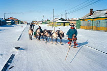 A Nenets herder leads his reindeer sled along the main street in the village of Yar-Sale. Yamal. Siberia. 1993