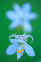 Crab spider (Thomisus onustus) on white flowerhead, Sierra de Grazalema Natural Park, southern Spain, May.